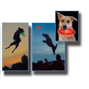 Flashflight Dog Discuit LED Flying Disc - 2-Pack/Disc-O Select