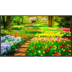 MultiSync M491 49" Class HDR 4K UHD Commercial IPS LED Display